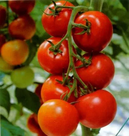 tomate plantare timpurii, cel mai bun sortafermer fără a hassle este totul despre agricultura