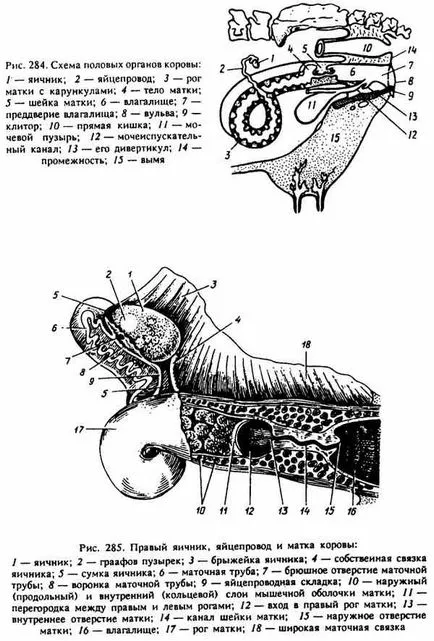 женските полови органи