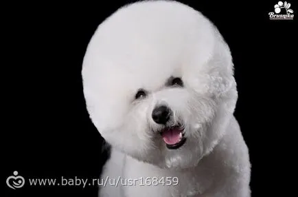 Breed bichon frise (esély az allergiában szenvedők számára) leírása és képek