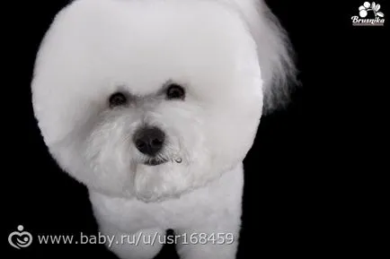 Breed bichon frise (esély az allergiában szenvedők számára) leírása és képek