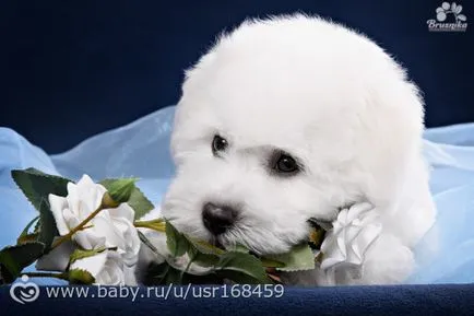 Breed bichon frise (esély az allergiában szenvedők számára) leírása és képek