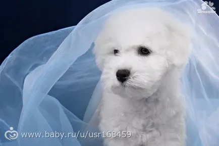 Breed bichon frise (esély az allergiában szenvedők számára) leírása és képek