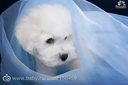 Breed bichon frise (esély az allergiában szenvedők számára) leírása és képek