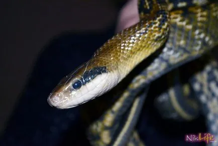 mituri populare despre șerpi Nicholas ca un simbol al noului an