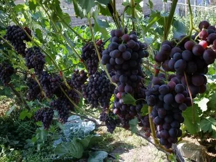 Ültetési és termesztési szőlőpalanták különböző módokon