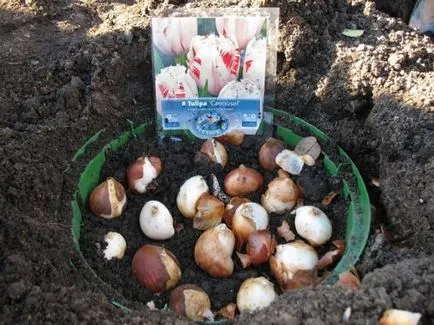 Ültetés tulipánok konténerek és kosarak