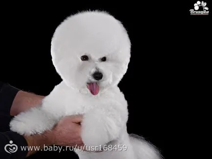 Breed bichon frise (esély az allergiában szenvedők számára) leírása és képek