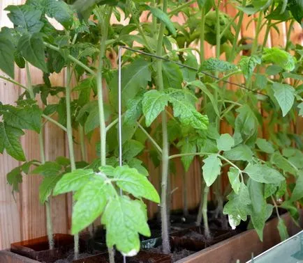 Засаждане на домати на открито място в Украйна, при което се получава сортове, както и код за растениевъдството, снимки