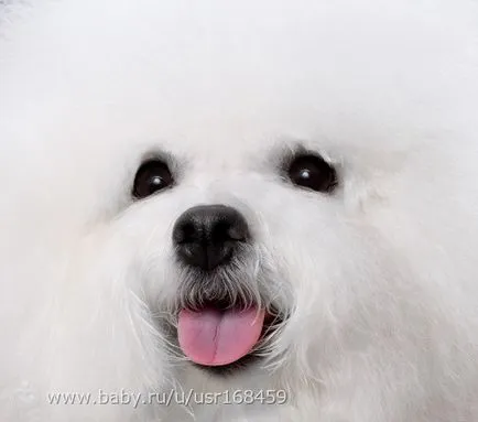 Breed bichon frise (esély az allergiában szenvedők számára) leírása és képek