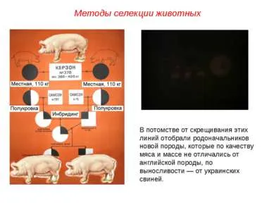 Представяне - основните методи за отглеждане на животни - свободно изтегляне