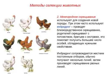 Представяне - основните методи за отглеждане на животни - свободно изтегляне