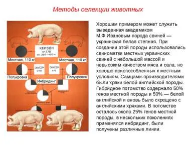 Представяне - основните методи за отглеждане на животни - свободно изтегляне