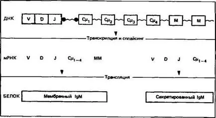 Imunitatea dobândită - anticorpi sinteza - bazele de imunologie