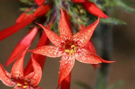 Szép virág a kedvenc kert - ipomopsis
