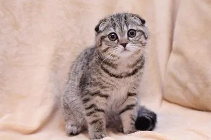 Vaccinările pentru pisici Scottish fold