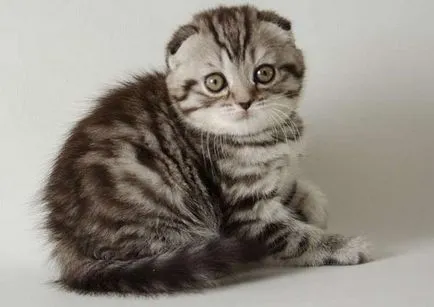 Vaccinările pentru pisici Scottish fold