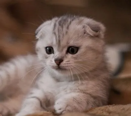 Vaccinările pentru pisici Scottish fold