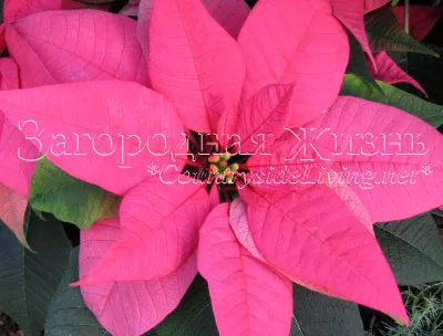 Puansetiya (Poinsettia)