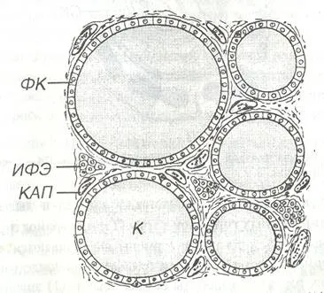 Abstract befolyás elülső hipofízis hormonok a pajzsmirigy