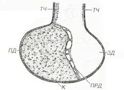 Abstract befolyás elülső hipofízis hormonok a pajzsmirigy