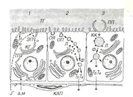 Abstract befolyás elülső hipofízis hormonok a pajzsmirigy