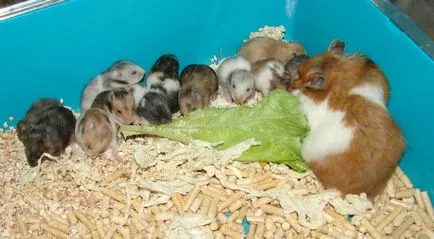 Reproducere hamsteri sirieni (împerechere și reproducere)