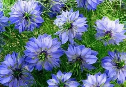 Hígított illatos virág kerti telek kialakítása ()