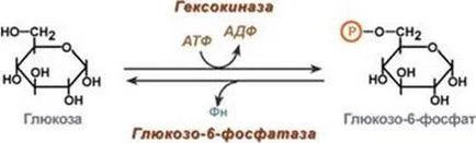 Regulamentul de glucoză în sânge hormonii - reglementarea hormonală a metabolismului glucozei în organism