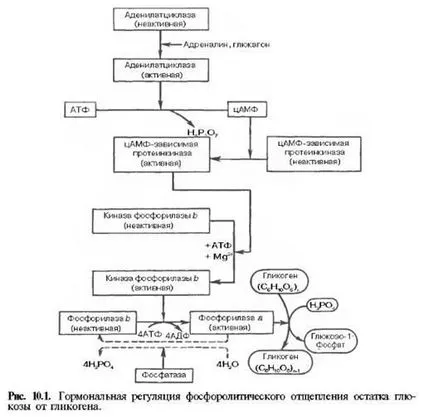 Regulamentul de glucoză în sânge hormonii - reglementarea hormonală a metabolismului glucozei în organism