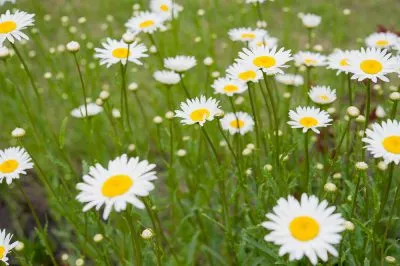 Daisy kerti évelő ültetési és gondozási