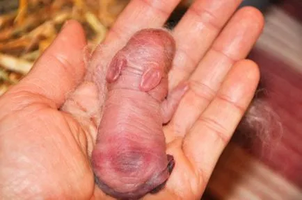 Szülési hoz sok nyúl nyulak, ellátás a szülés után