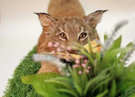 Lynx tajga ragadozó