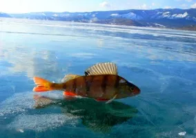 Домашна въдица за зимен риболов - със собствените си ръце