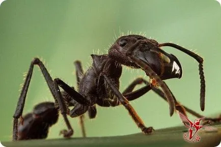 Insectele cele mai periculoase pentru om - un mesager la