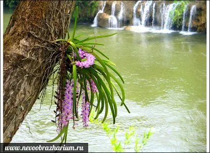 Cea mai frumoasă floare din lume