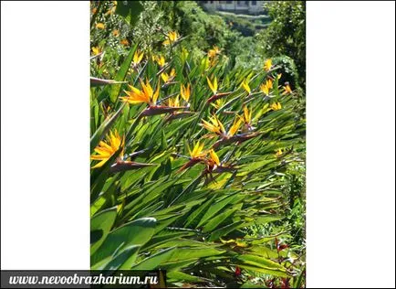 Cea mai frumoasă floare din lume