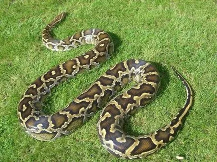 Най-голямата змия
