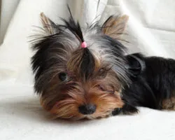 Yorkshire Terrier catelus, primele zile într-o nouă de aur acasă Chinologice din Rusia