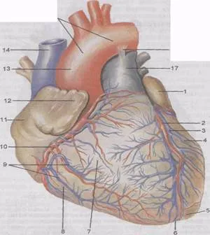 Сърце, релеф, структура, клапани - studopediya