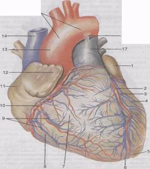 Inima, topografie, structura, supape - studopediya