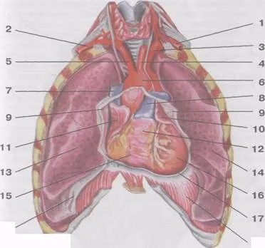 Szív, topográfia, szerkezet, szelepek - studopediya