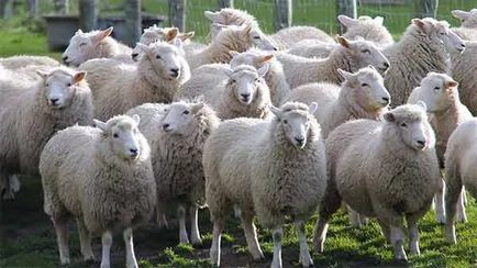 Нова Зеландия овча вълна - най-добрите в света - за домашен текстил