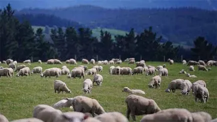 Нова Зеландия овча вълна - най-добрите в света - за домашен текстил