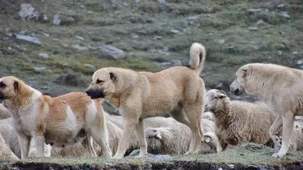 munte georgian, nagazi, Wolfhound