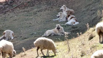 munte georgian, nagazi, Wolfhound