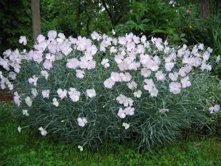 Carnation de plantare gradina perene și de îngrijire soiuri Foto Consulting florărie