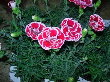 Carnation de plantare gradina perene și de îngrijire soiuri Foto Consulting florărie