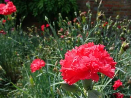 Carnation de plantare gradina perene și de îngrijire soiuri Foto Consulting florărie