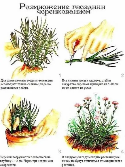 Carnation de plantare gradina perene și de îngrijire soiuri Foto Consulting florărie