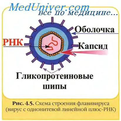 синтез антитела